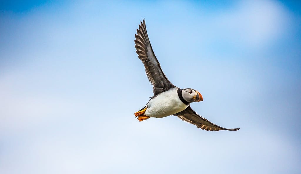 "Wild Encounters: Discover Iceland's Unique Wildlife and Untamed Natural Beauty" 4 bird, puffin, ornithology-1107405.jpg