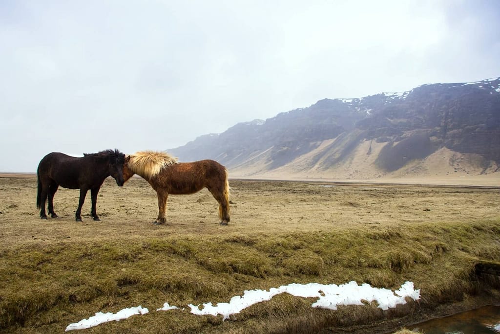 "Embrace the Wild: Embark on Thrilling Outdoor Adventures in Iceland's Untamed Landscapes" 8 claire nolan R rnbkwudCw unsplash 1