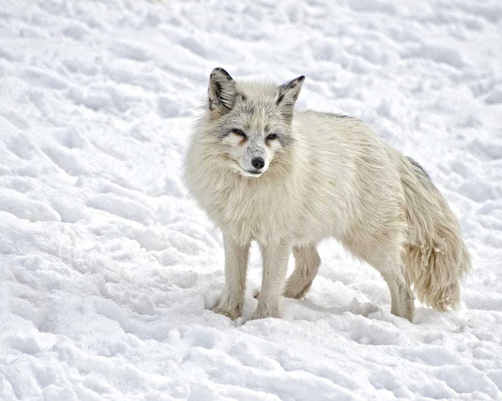 "Wild Encounters: Discover Iceland's Unique Wildlife and Untamed Natural Beauty" 5 arctic fox, mammal, fox-1170655.jpg